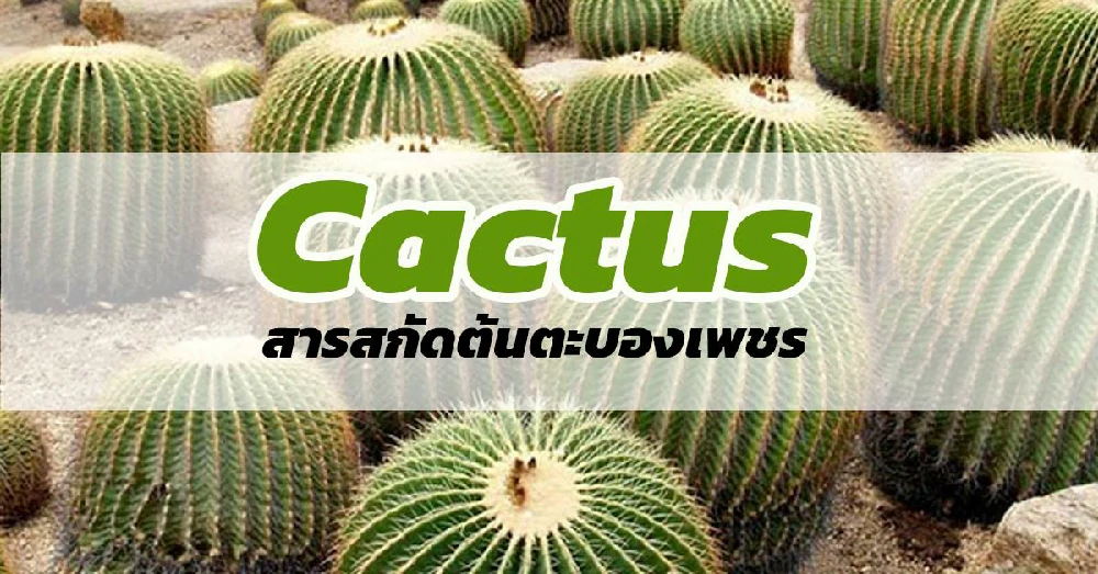 สารสกัดต้นตะบองเพชร (Cactus)